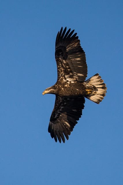 bald eagle photo